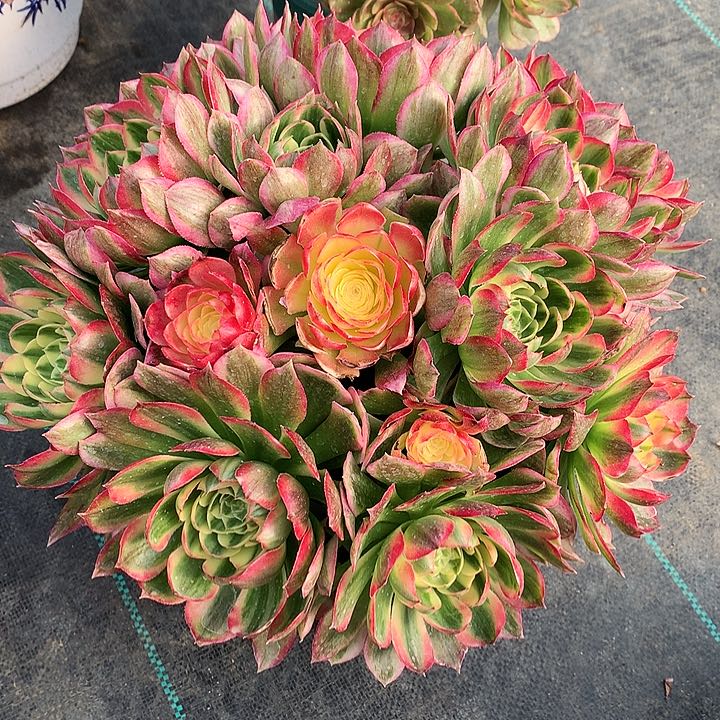 海王法师图片多肉植物