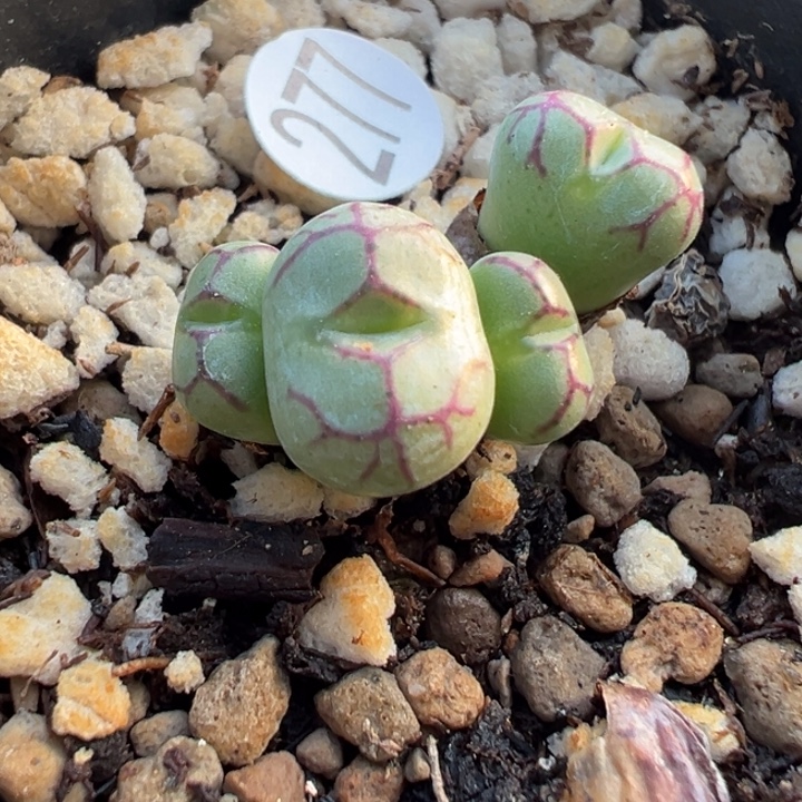 277好1 双11福利价格不代表平时价格