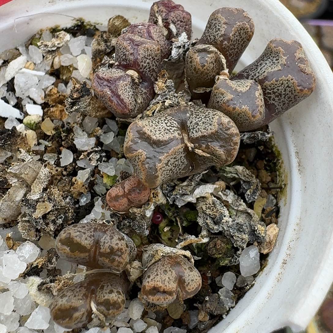 20勋章群哈哈哈哈哈哈