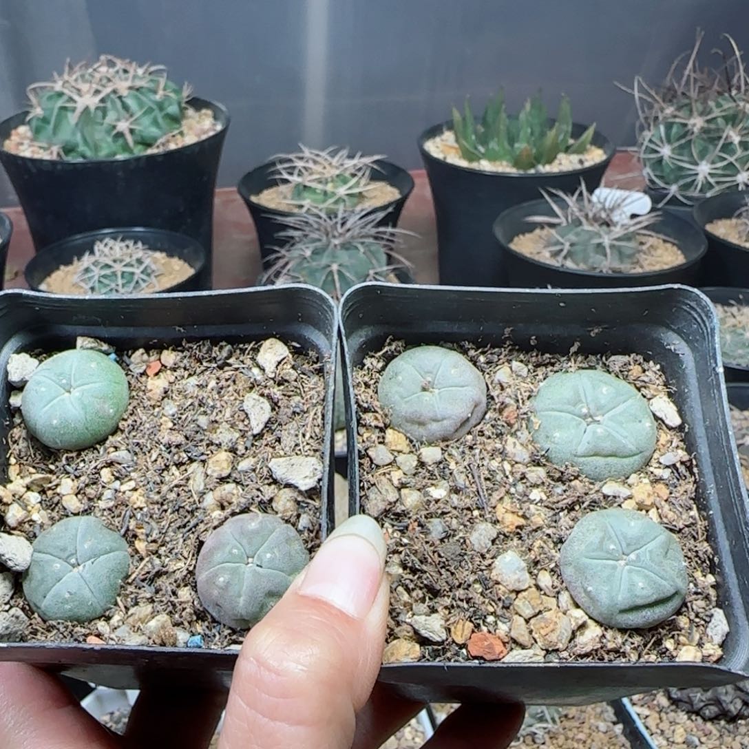 实生草球两盒多肉0000