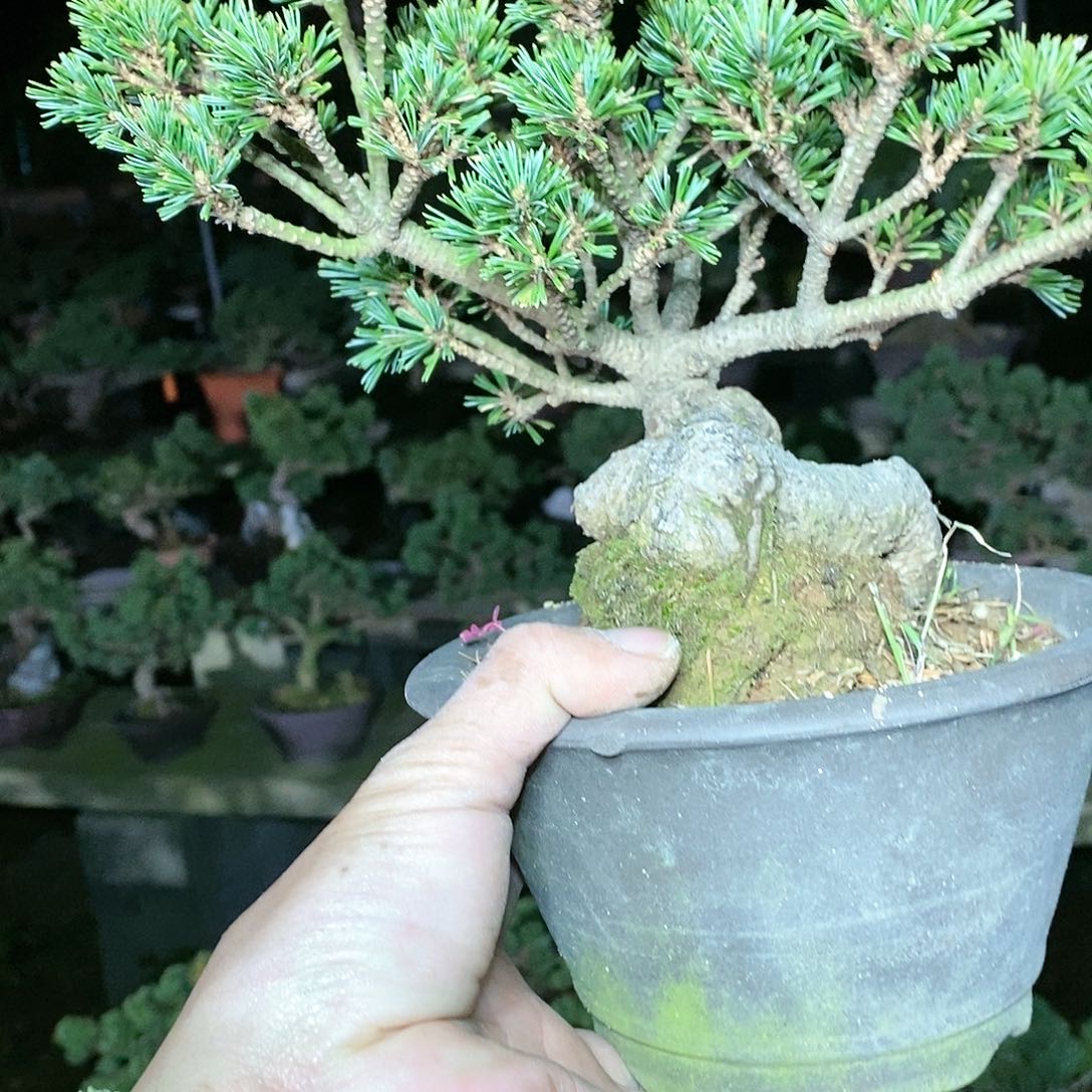 【闪购商品】无花朵