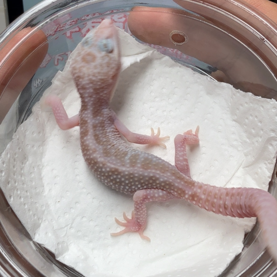 豹纹守宫白黄红眼暴龙妹妹