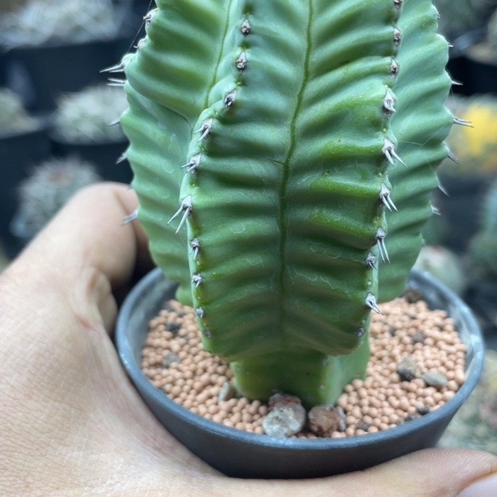 无刺魁伟玉带盆发货