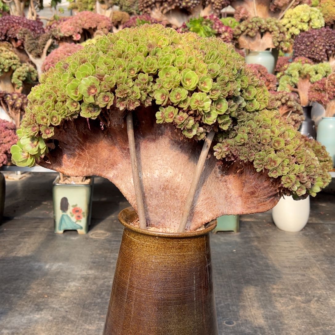 红心沙拉碗朵朵缀不带盆土