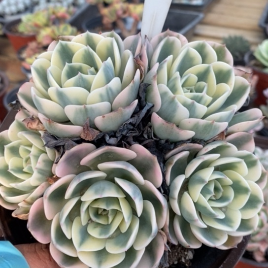 243一一一一一一一一一一一