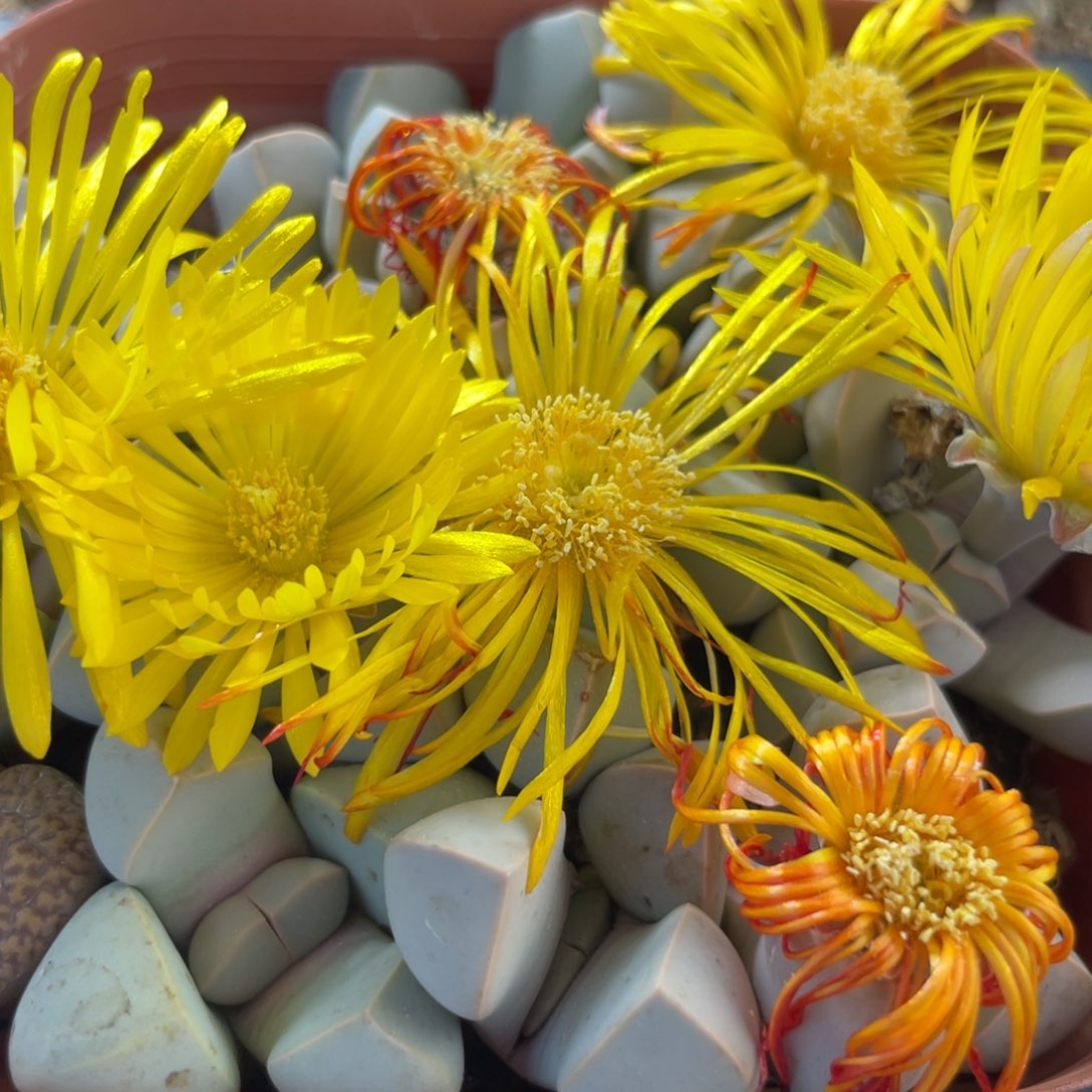 大盆特价一件包邮～9