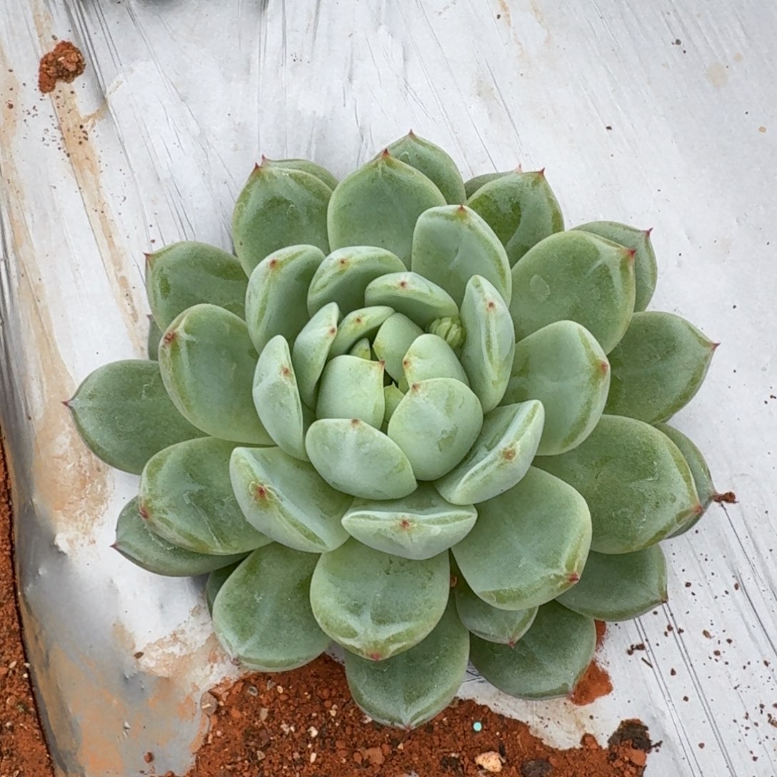 雪花珍妮一颗量拍发货（挑大的发）
