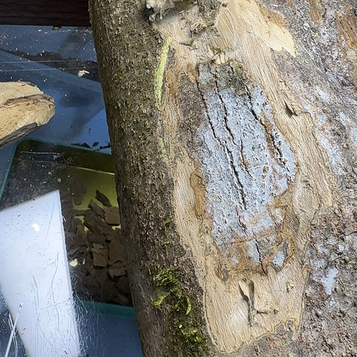 艺***阳沉香沉香枕天然野生沉香