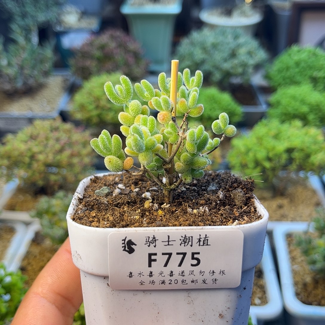775优选冰晶枝干番杏