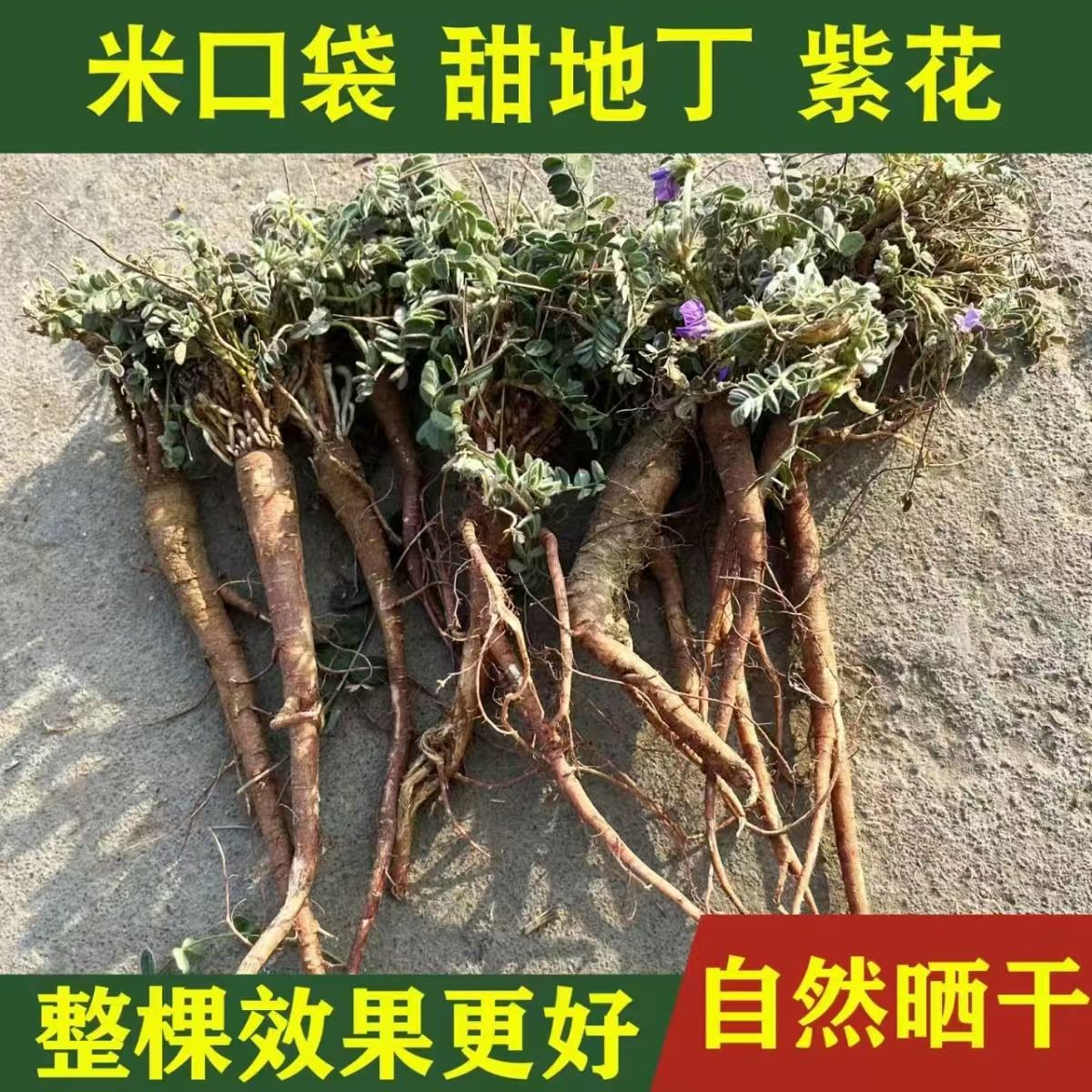 野生紫花地丁整颗带根甜地丁米口袋材