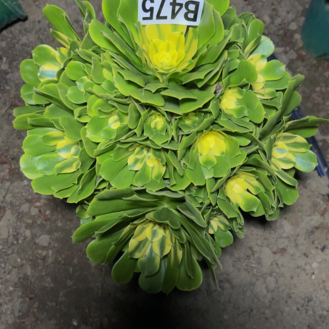 辛尼亚法师16////40包邮