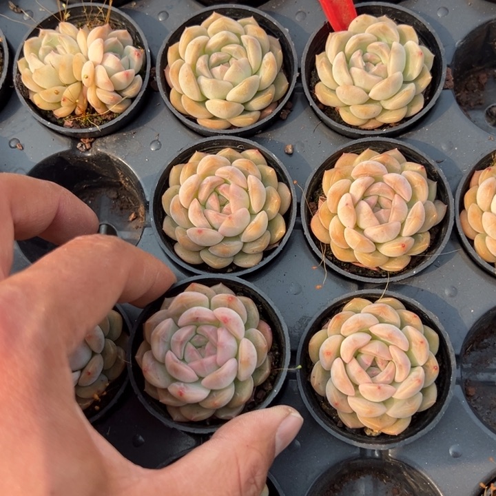 琴心一颗量拍多肉满20包邮下午发