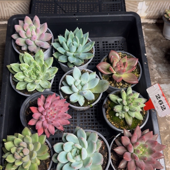 262多肉植物一物一拍