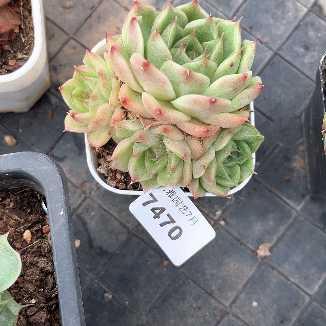 阿雅园艺。      7470