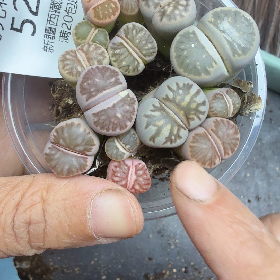 这个点睡一回是为了睡懒521