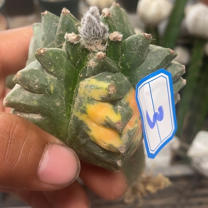 三脚架接鸾凤玉脚油盔甲3号