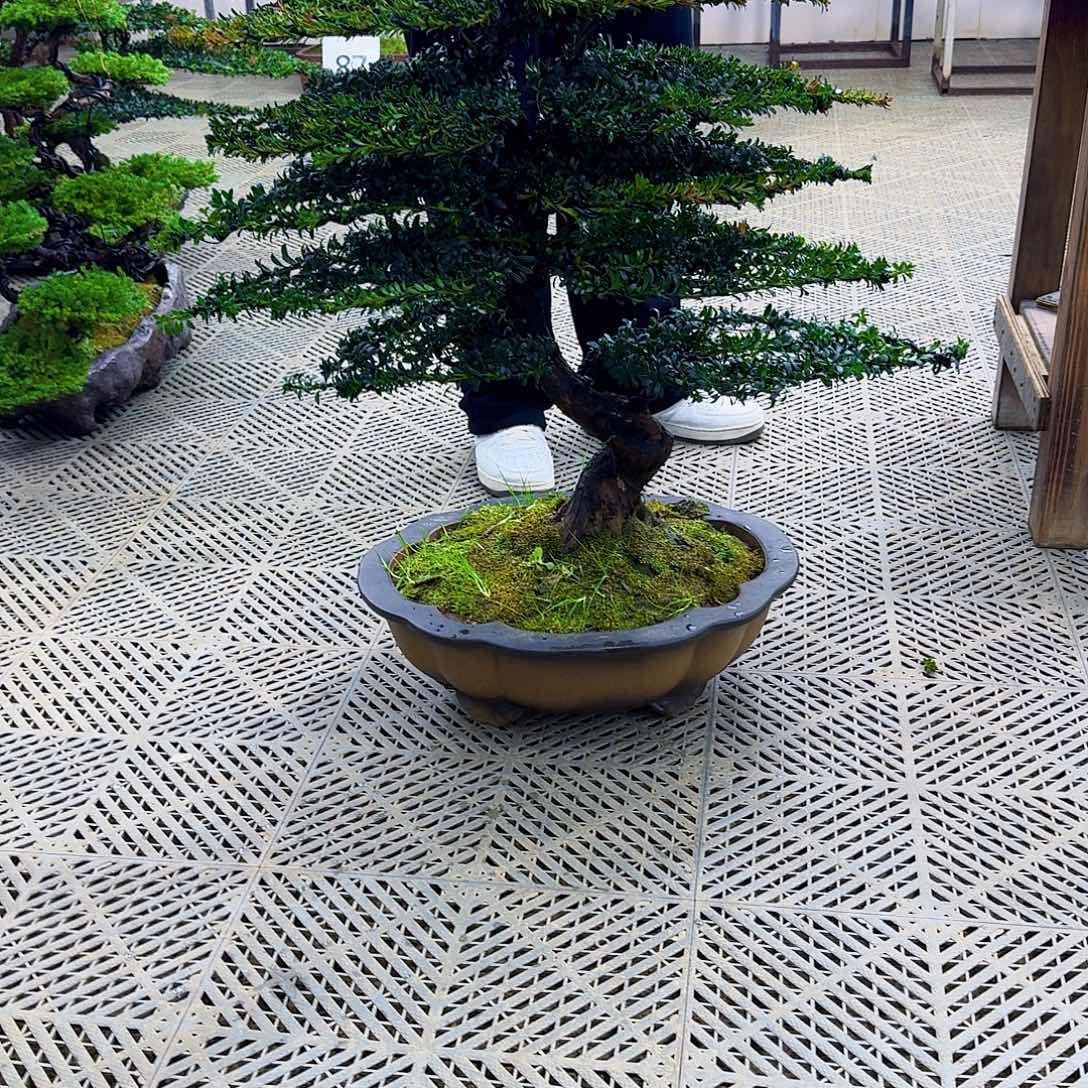 景***智无花朵珍珠红芽罗汉松造型盆景