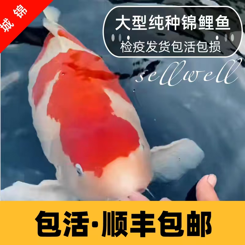 【直播链接顺丰包邮】日系血统锦鲤颜色随机搭配活体小鱼观赏鱼活体