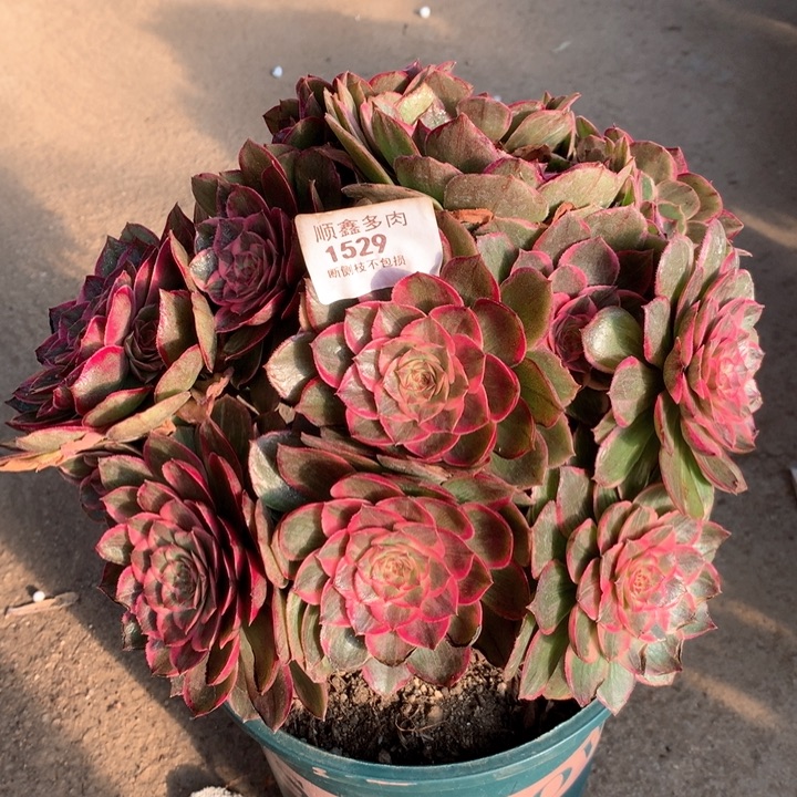 1529莲花座多肉植物