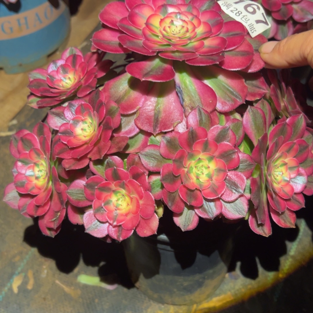 心***凡多肉植物167荔枝的