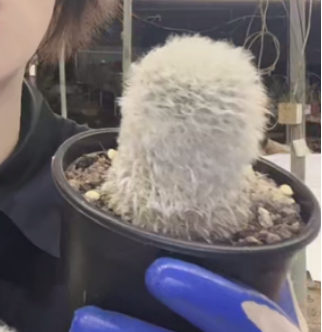 二妹园艺【 1颗  单头白云高砂   实生根 】仙人球默认脱土随机发货