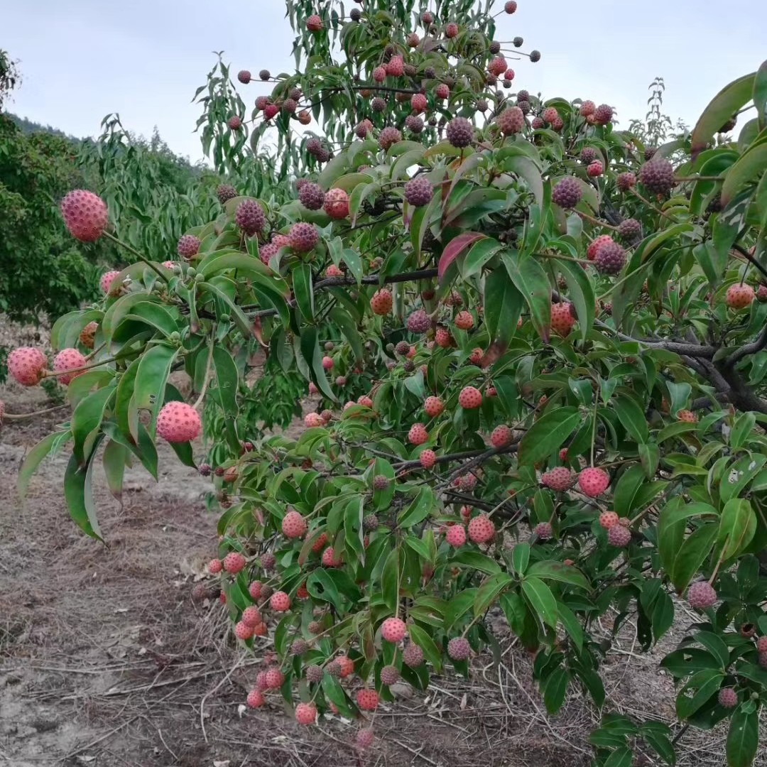 香港秀丽四照花景观绿化家用山荔枝公园高档别墅庭院工程百励园林