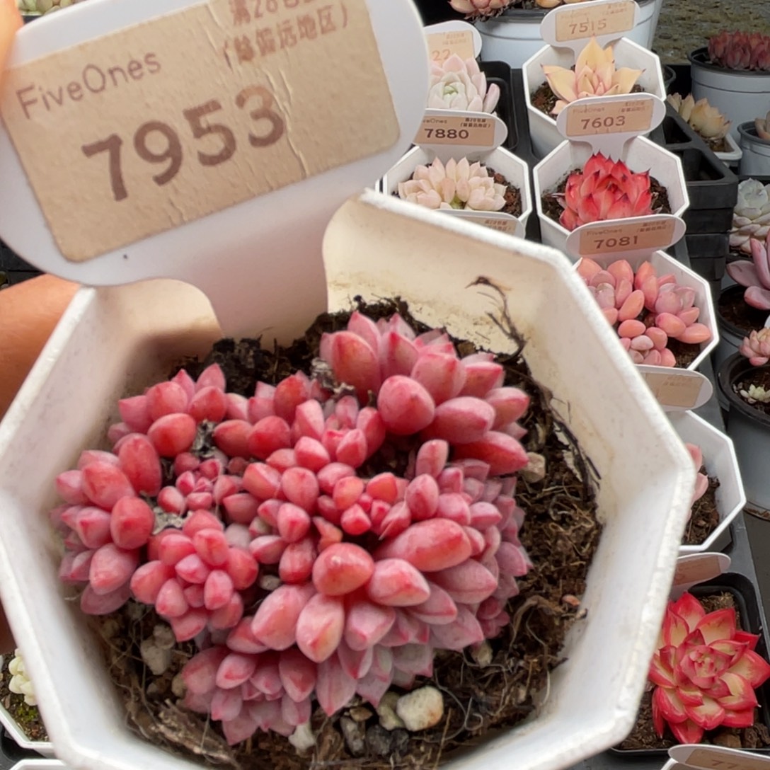 蓝宝石7953-5.0厘米