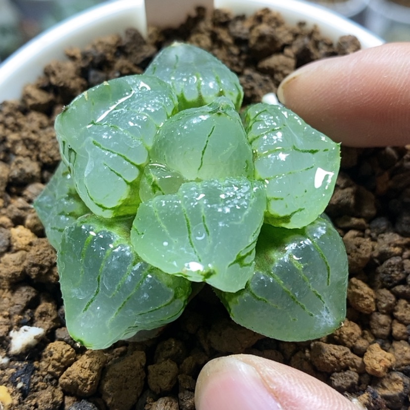 【闪购商品】68琉璃