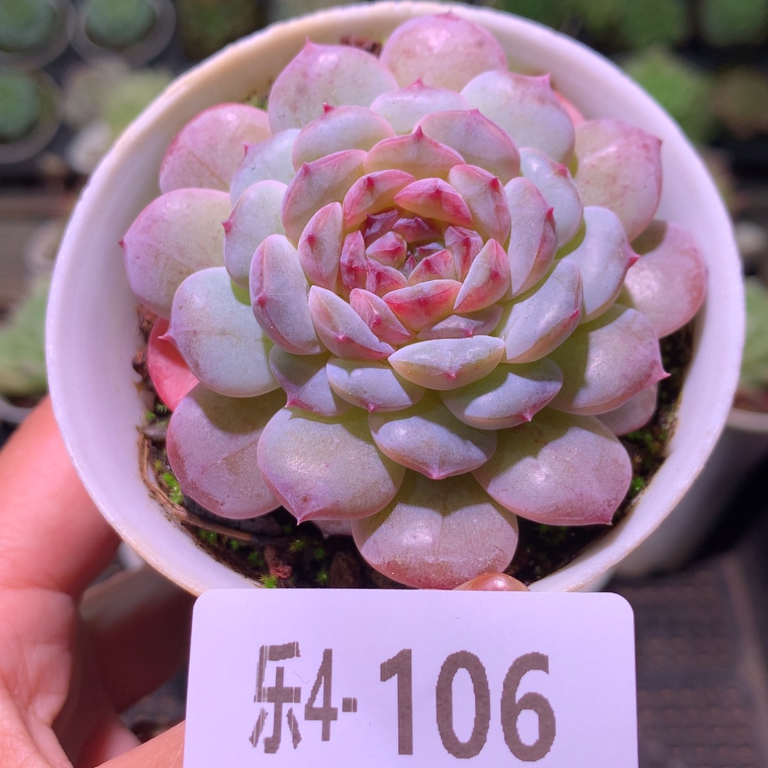 乐然 4-106 新品单头 