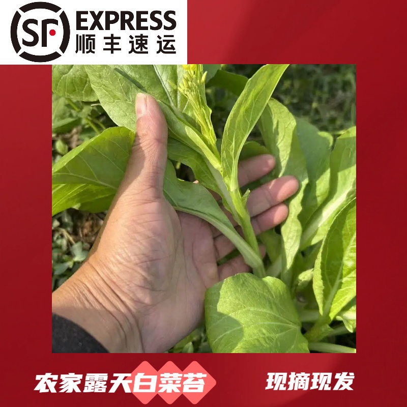 （白菜苔）本地露天农家白菜苔