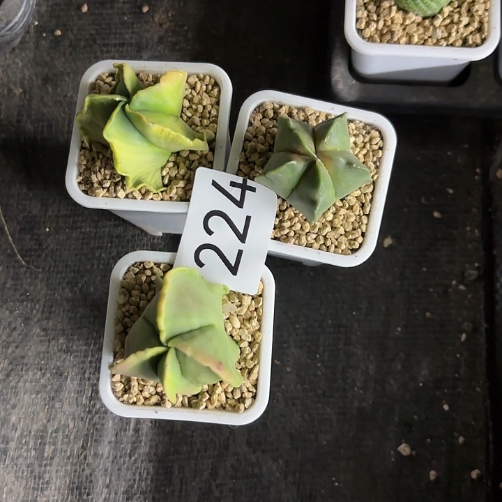 图***狼224。     一物一拍