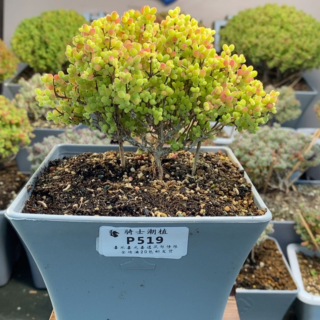 519蜜橘糖球枝干