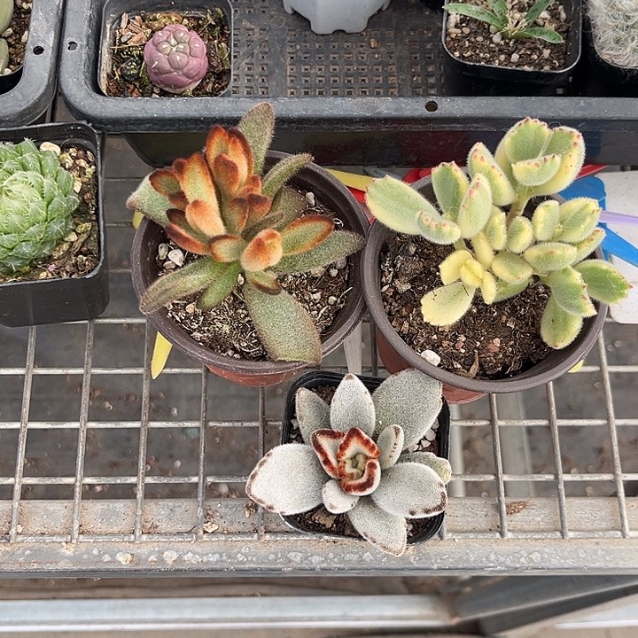 我也不知道我为什么要这样对