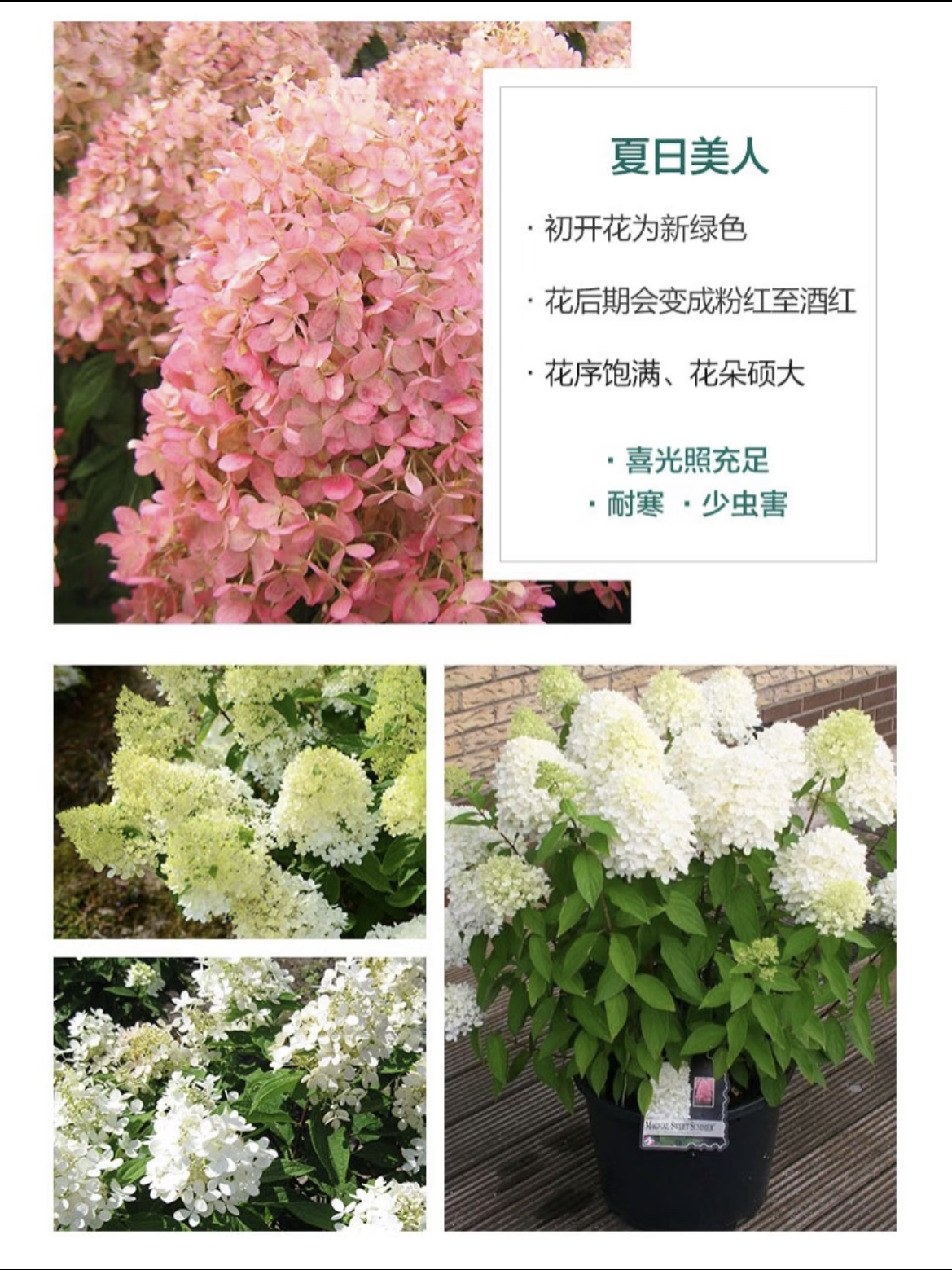晓春花园【夏日美人】新枝条开花-2加仑盆-带花苞发货