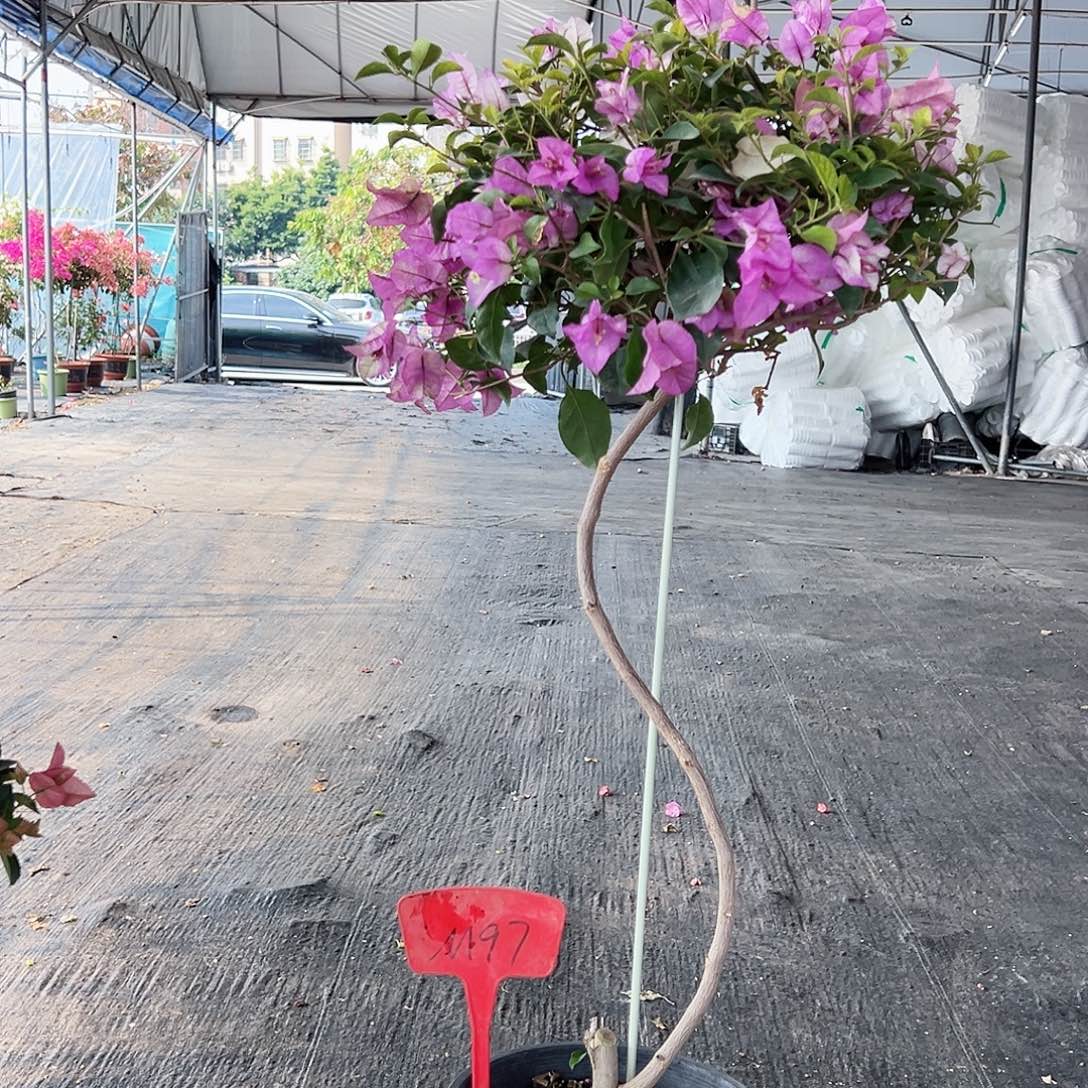 梁***姐大部分花苞少量开放M97雪紫