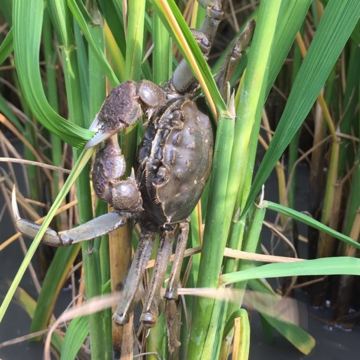 【掉腿活蟹】盘锦河蟹1.4-1.7两公母混2斤 3斤 顺丰包邮