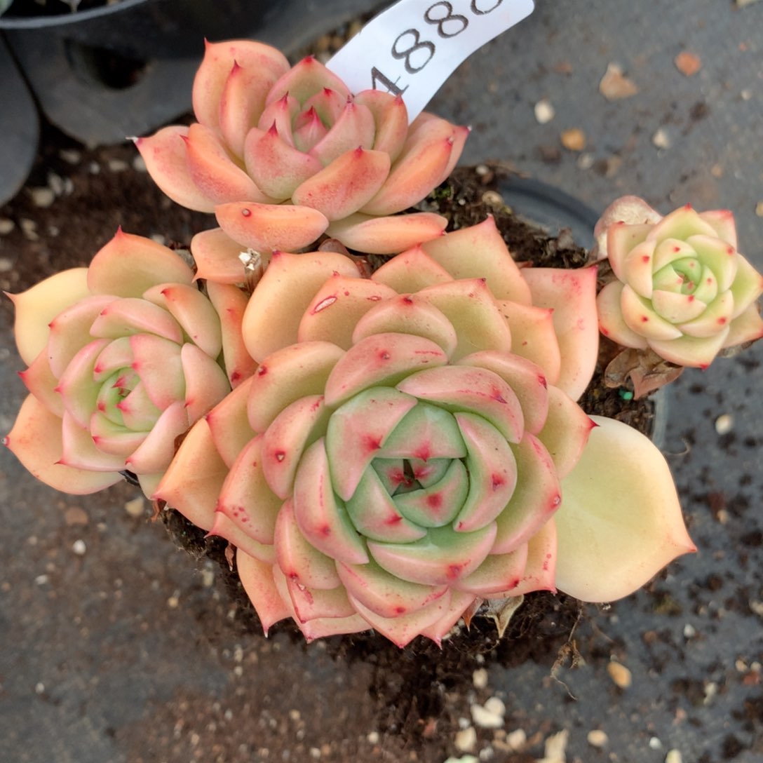 芊****?4888杂交精品基地9厘米