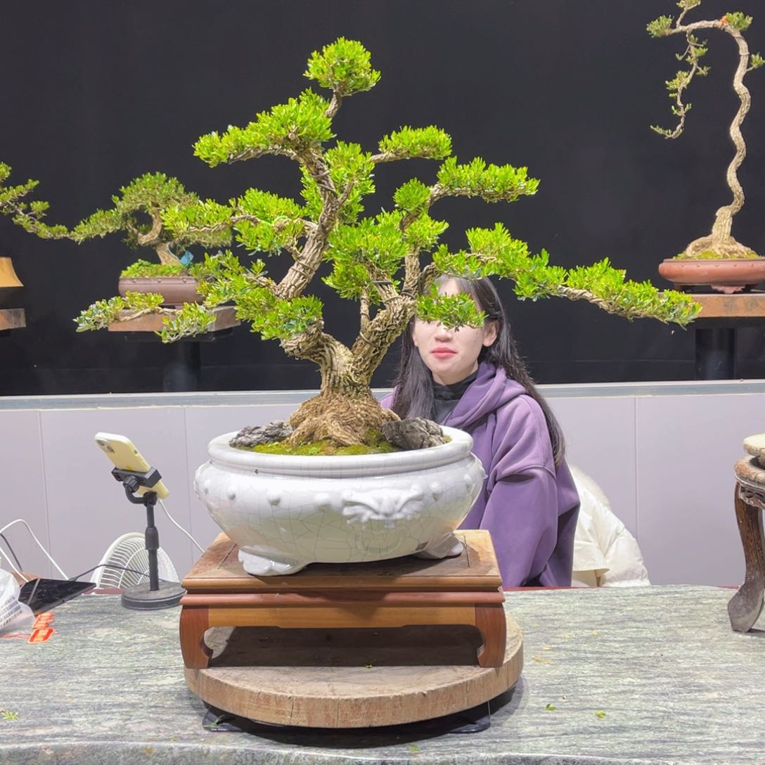 四季常青老桩黄杨盆景