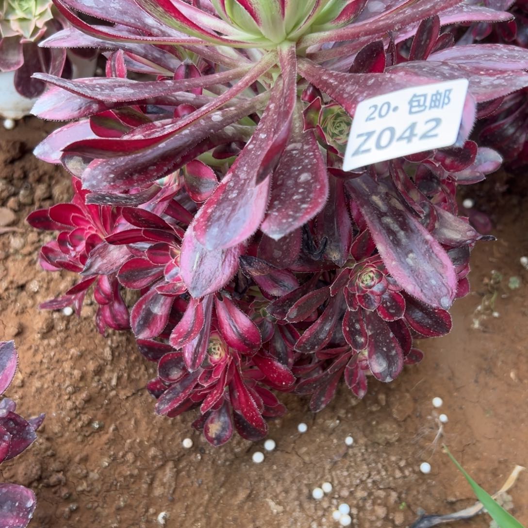 042冰淇淋满20包邮