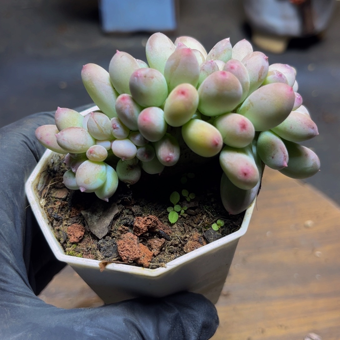 427苹果奶缀8厘米