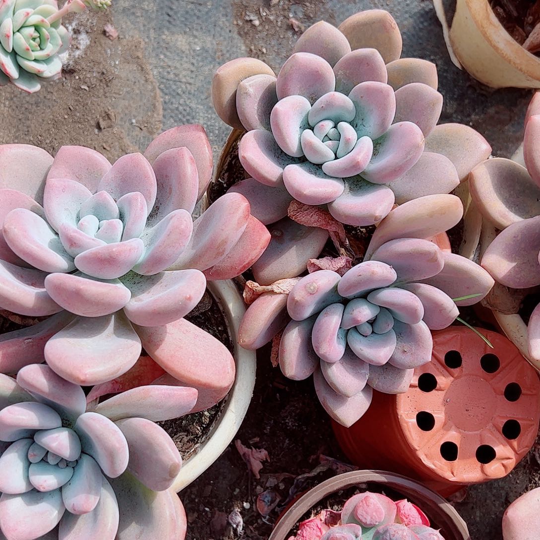 圆叶奥普琳娜双头起发精品特价