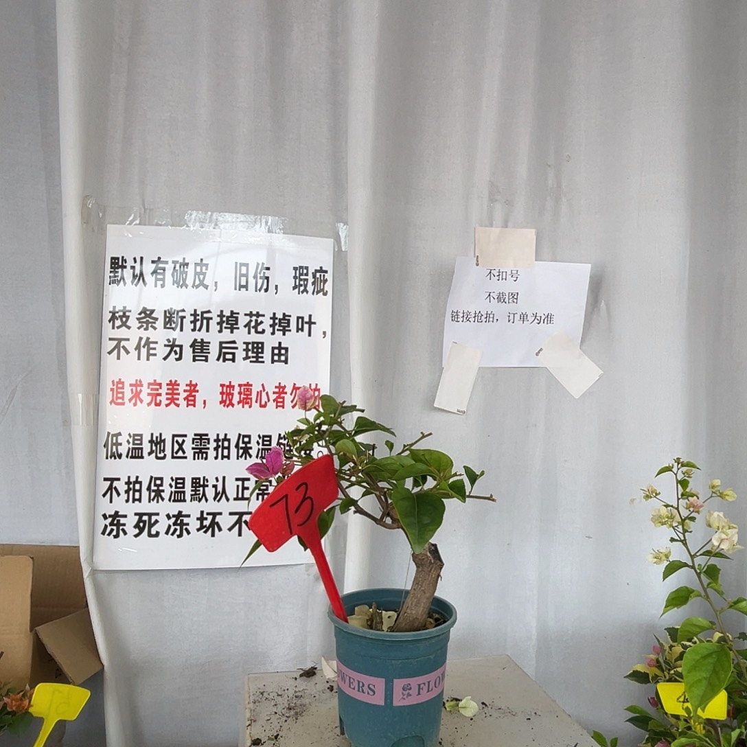 当前无花栽培后可以开花73章红樱桩