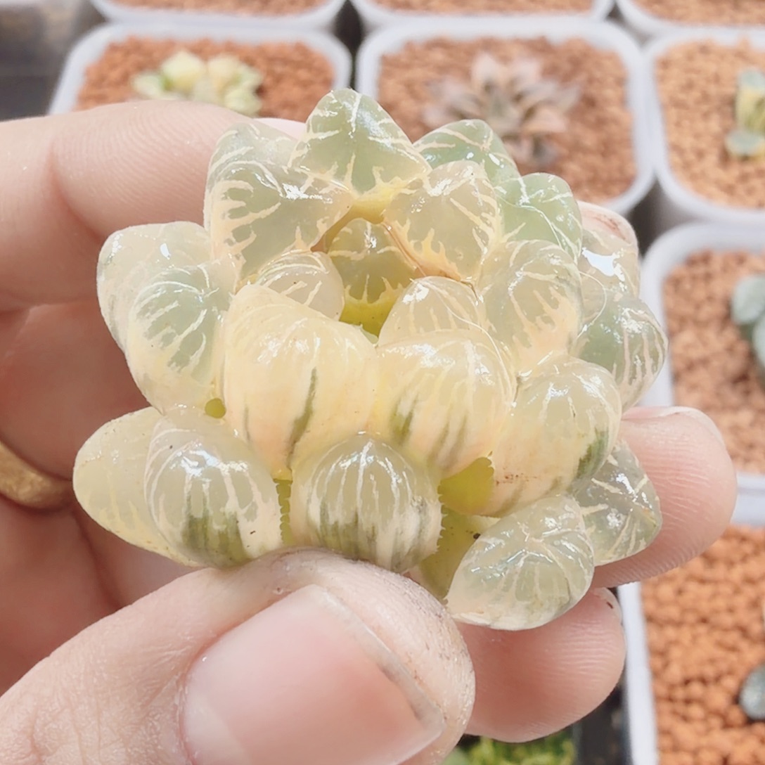 十二卷实生冰灯锦糊班无根