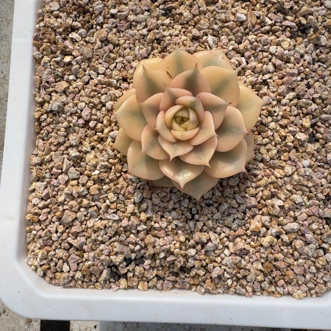 贝加尔湖 锦 一物一拍