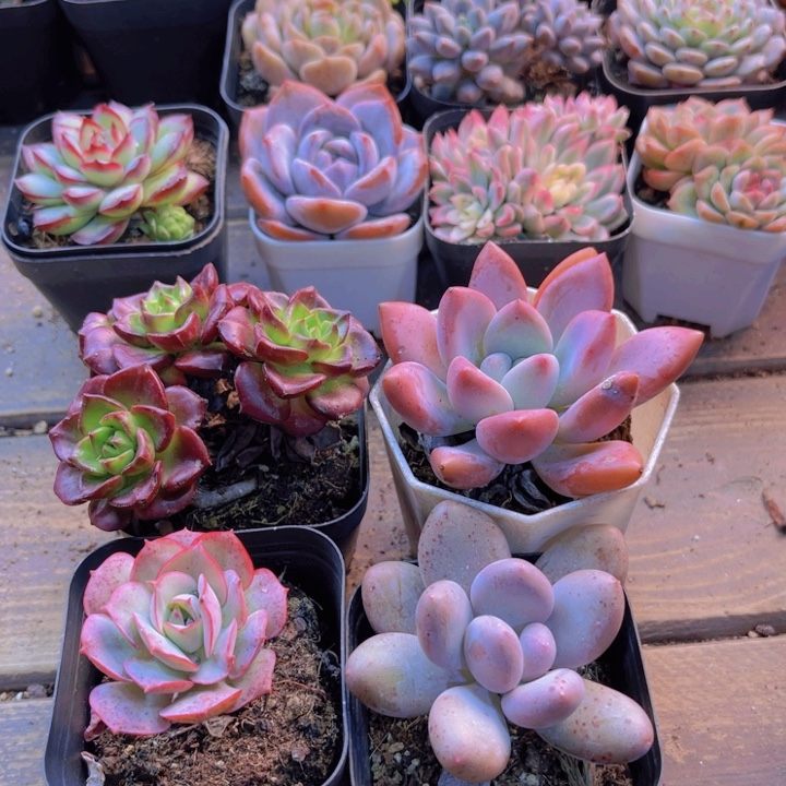 火焰地亚。克罗地亚。桃美人。奥普