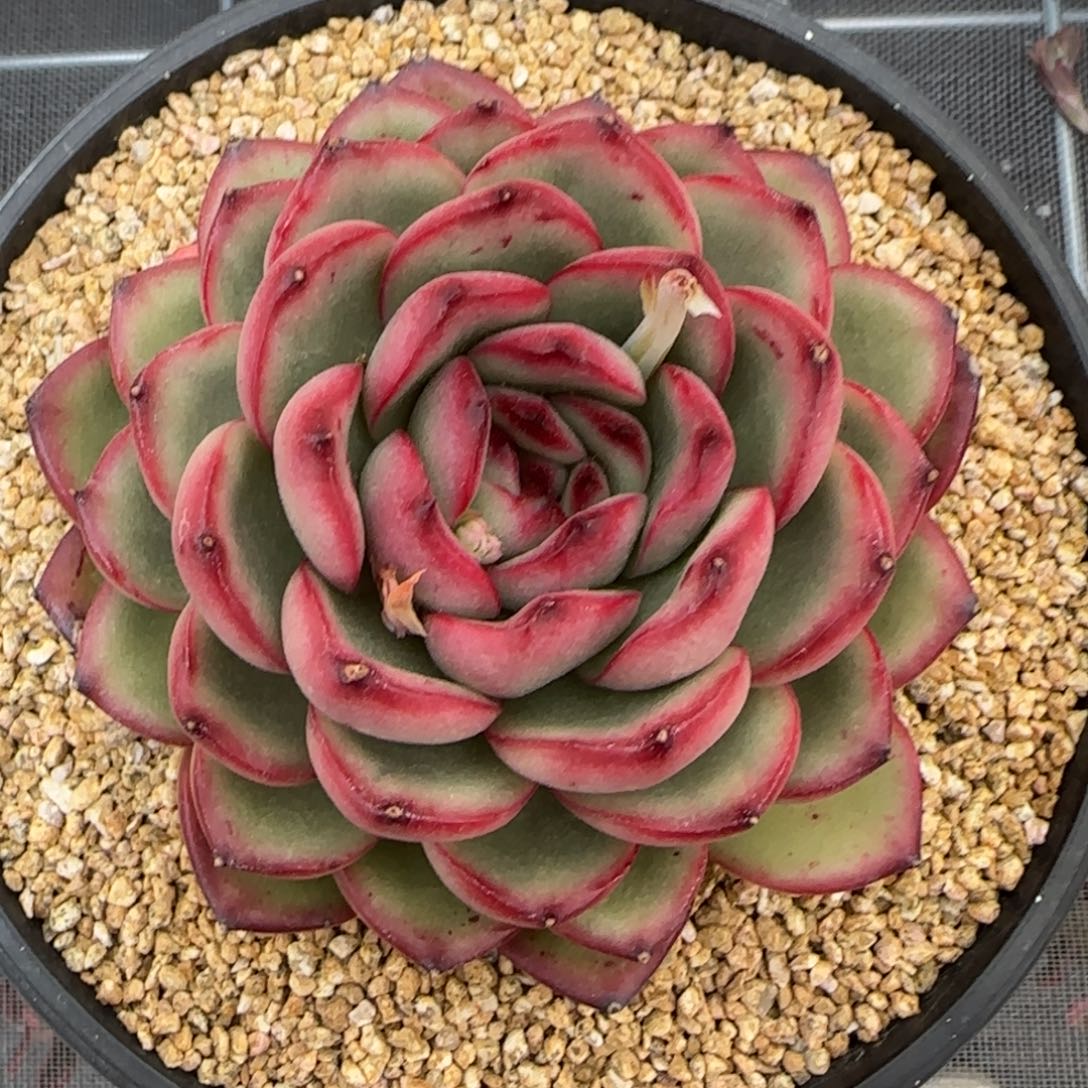 从前慢花园精选多肉万宝龙