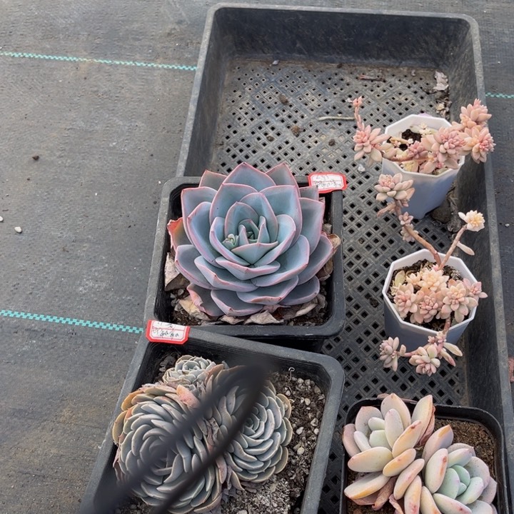 嘎**运布鲁蓝天赐姬秋丽锦奶茶