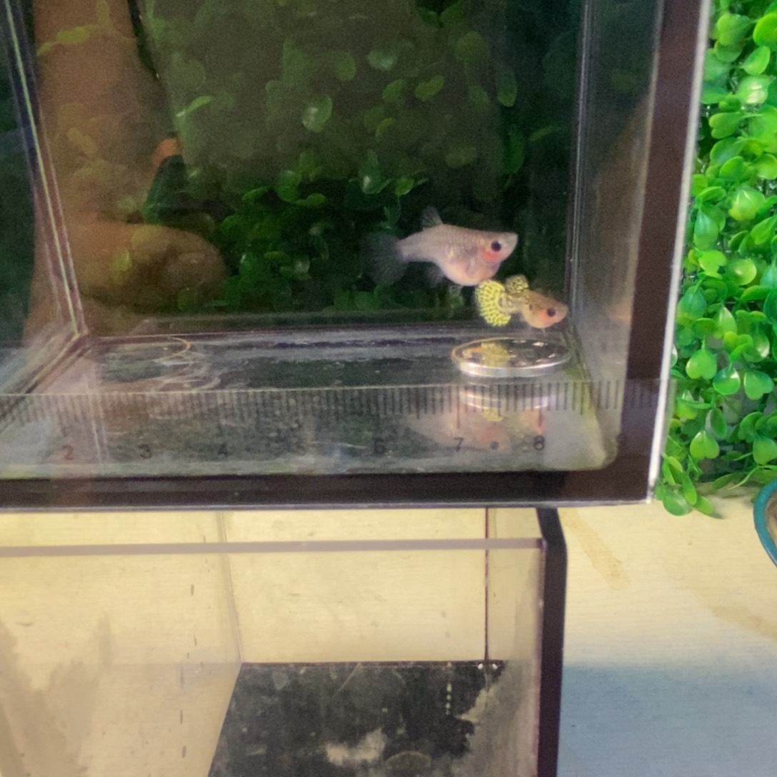 孔雀鱼黑金蕾丝玻璃猫韵母一对