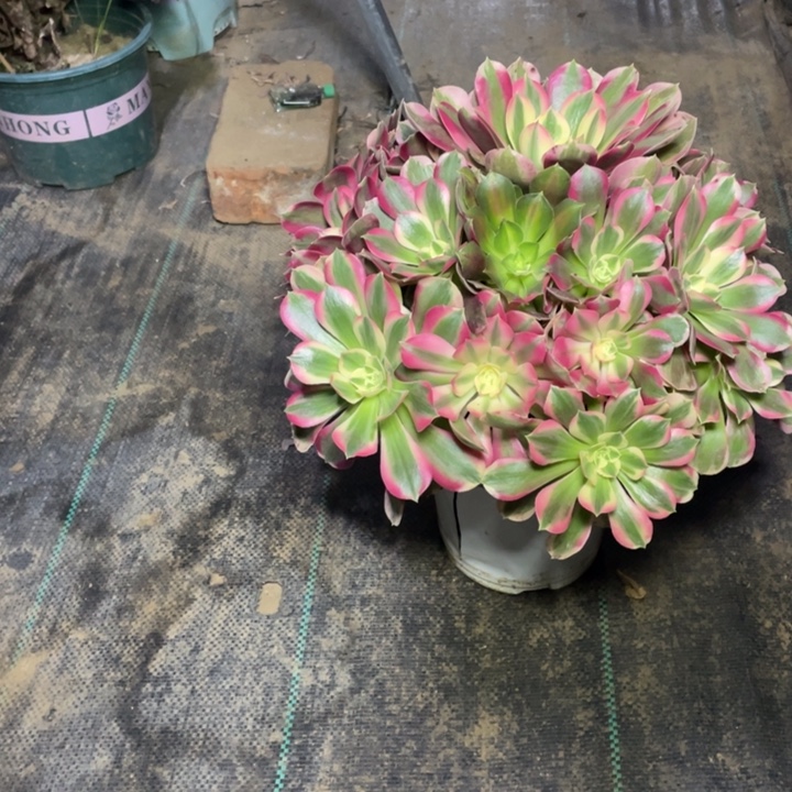 15粉女郎多肉植物多肉多肉