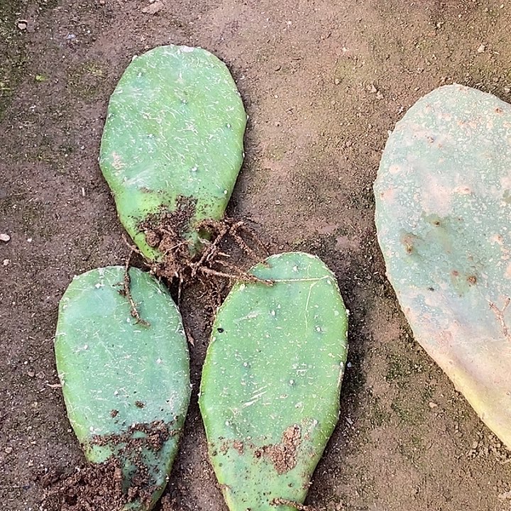 胭脂小掌有根3颗10厘米高